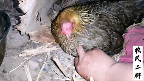 国产野鸡小视频在线观看,在线观看背后的真相与争议