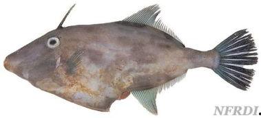 国产剥皮鱼视频