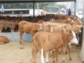 国产黄牛怎么排酸视频