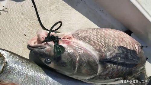 青鱼视频国产熟女,青鱼视频中的魅力演绎