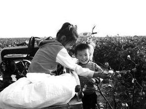 国产摘棉花机器的视频