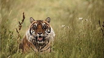 国产高清猛虎视频,震撼视听，领略雄风