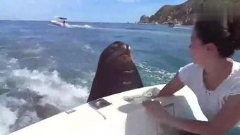 国产路亚手钓视频,视频揭秘技巧与风采